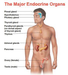 endocrine system glands