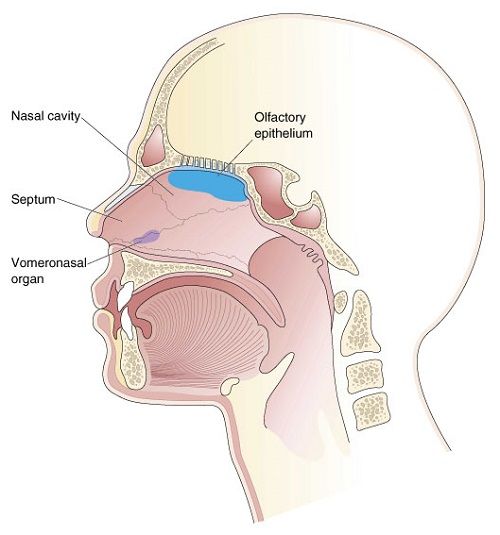 vomeronasal organ, vno, seat of emotions, libmic region