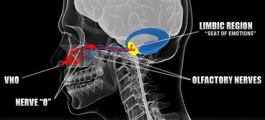 vomeronasal-organ-jacobsons-organ